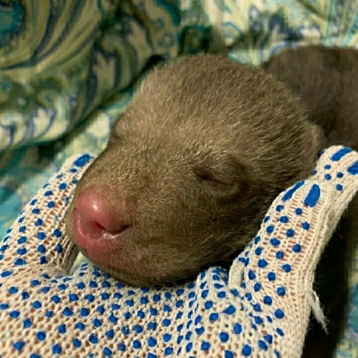 В Гатчине нашли новорожденного медвежонка. Зверя людям принесла лайка
