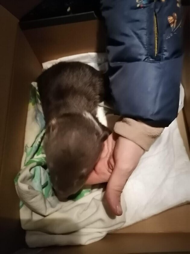 В Гатчине нашли новорожденного медвежонка. Зверя людям принесла лайка