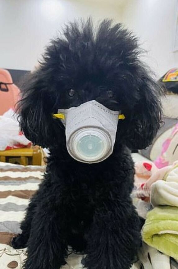 Китайские собаководы предпринимают экстренные меры для защиты своих любимцев