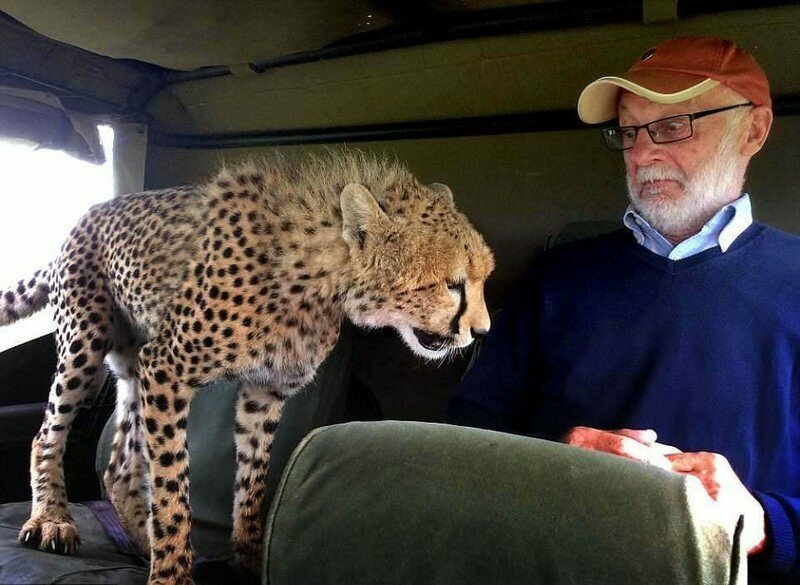 Тот самый момент, когда в джип запрыгнул гепард
