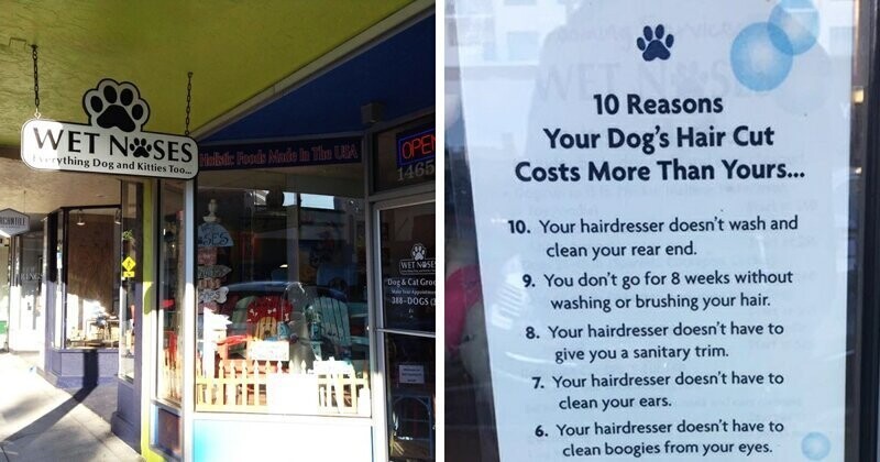 10 забавных причин, почему стрижка собаки дороже человеческой