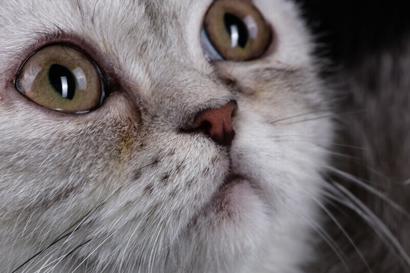 Кошачьи слезки: причины слезотечения у кошек