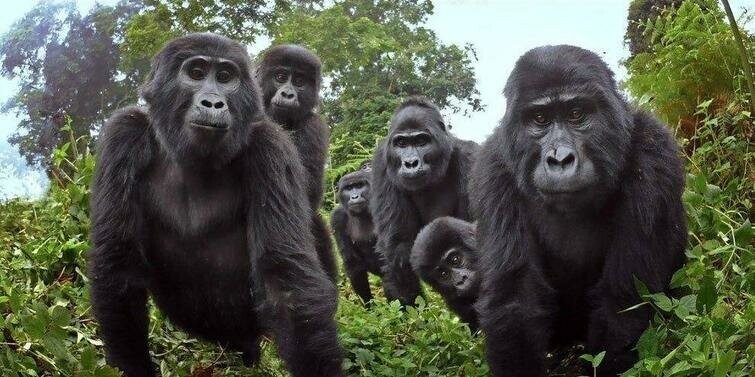 Семейство горилл изучает гориллу-аниматроника, отправленную, чтобы следить за ними 