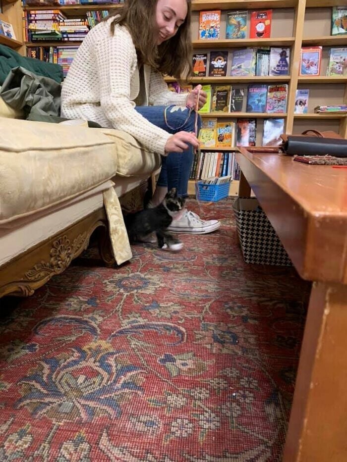 Зашел за книгой - ушел с котенком