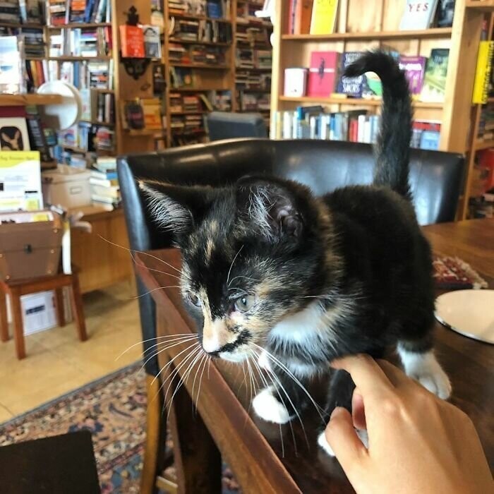Зашел за книгой - ушел с котенком