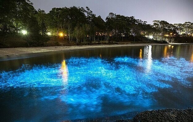 Океан у побережья Австралии засветился изнутри