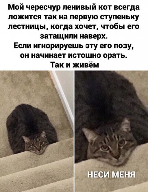 Прикольные и смешные картинки