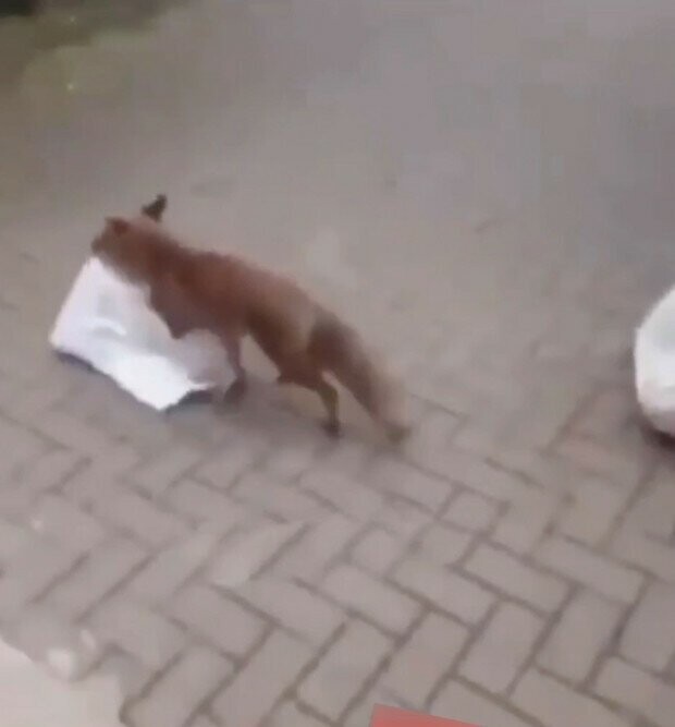 Мужчина, вооружившись клюшкой, отбил свою посылку у лисицы