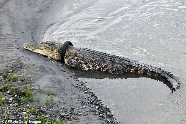 В Индонезии разыскивается храбрец для близкого общения с крокодилом
