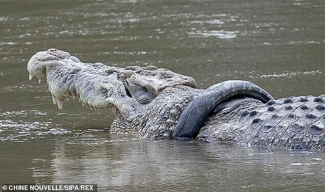 В Индонезии разыскивается храбрец для близкого общения с крокодилом
