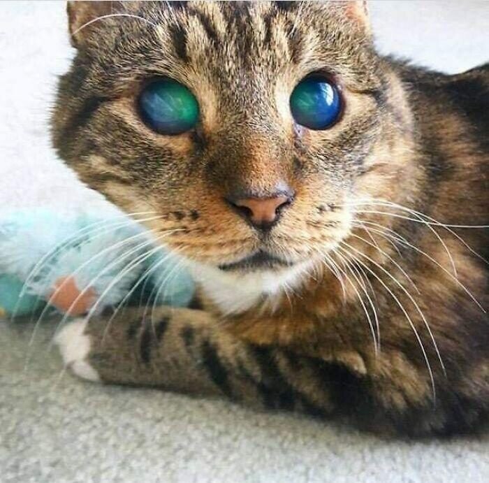 У слепого кота удивительные глаза