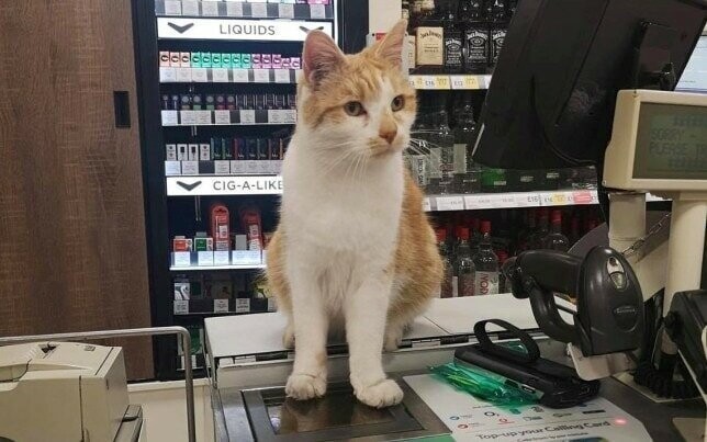 Кот по кличке Пампкин проводил всё своё время в магазине недалеко от дома