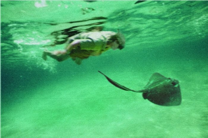 Смерть из глубины: эти существа чаще других нападают на отдыхающих морских курортов