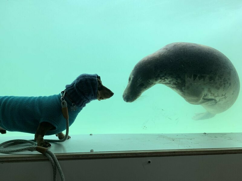 Друзья с первой минуты знакомства: тюлень и такса