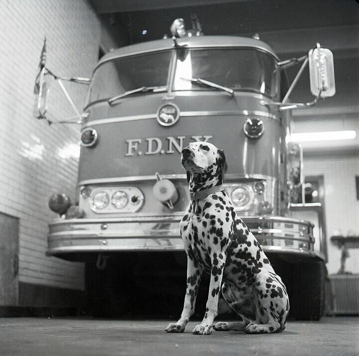 Февраль 1970 года. The New York City Fire Department. Собачка, вероятно, талисман этой пожарной части.