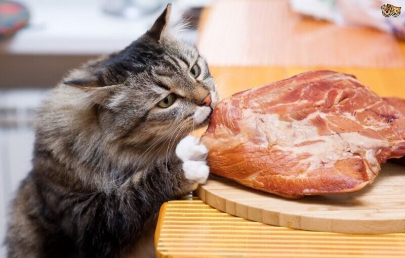 Коты-вегетарианцы в Великобритании объявлены вне закона