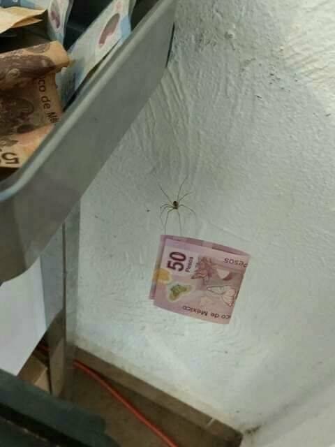Когда паук украл у тебя 50 песо