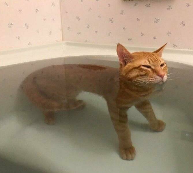 Кот, который не боится воды