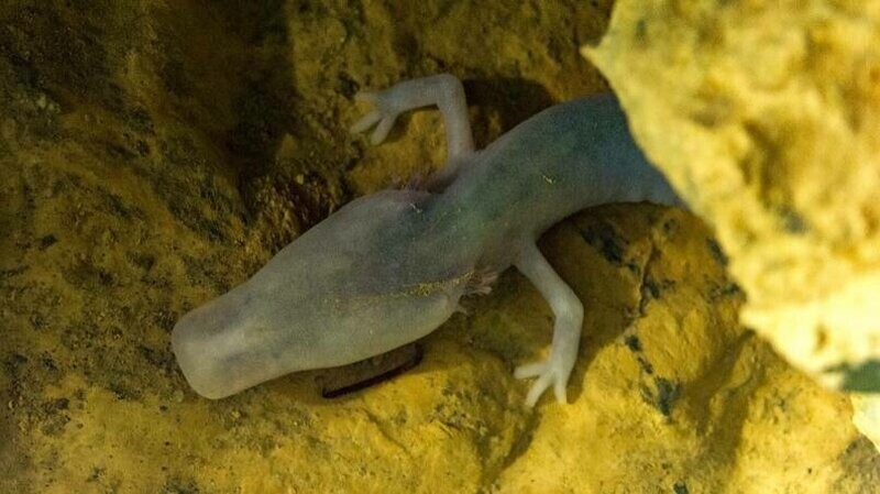 Пещерная саламандра семь лет просидела на одном месте