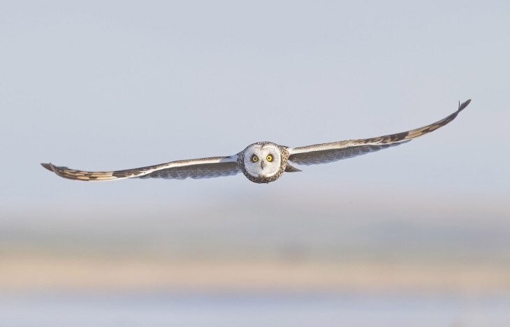Болотная сова. Обычно гнездится в низменных влажных местах, обыкновенно по окраинам болот. (Фото Neal Mishler):