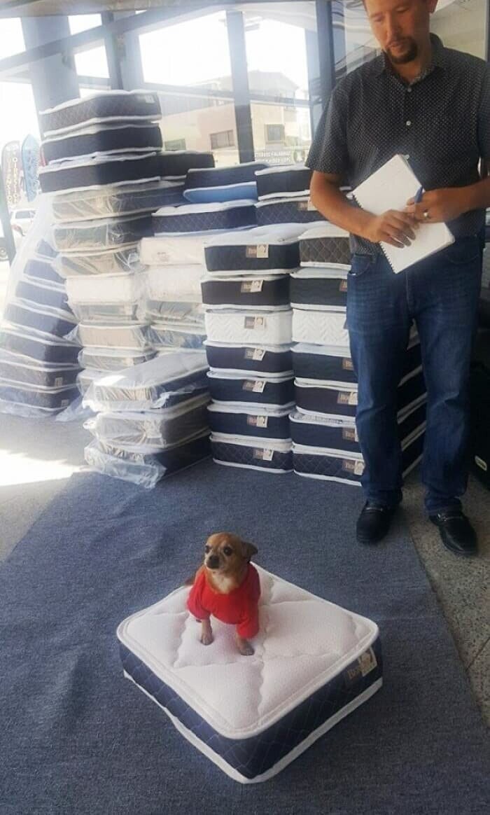 Магазин дарит покупателям матрас для собаки при покупке обычного