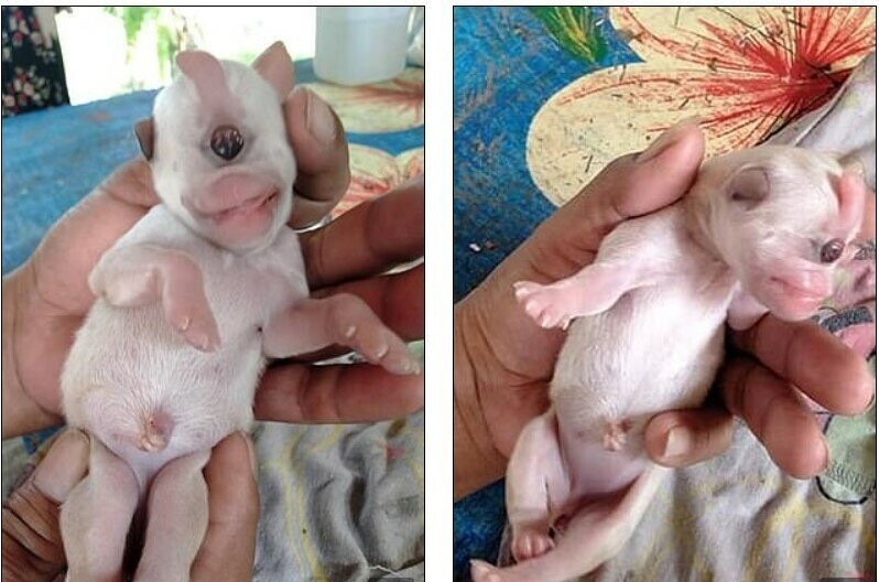 Циклоп: очаровательный щенок, родившийся всего с одним глазом