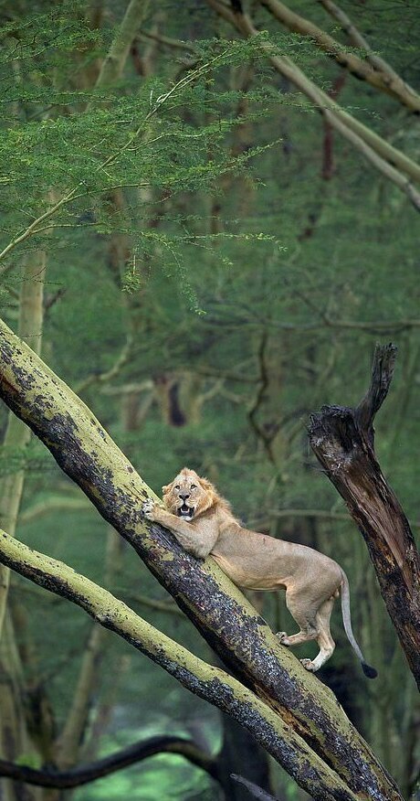 Льву прошлось отсиживаться на дереве от стада буйволов
