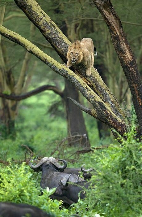 Льву прошлось отсиживаться на дереве от стада буйволов