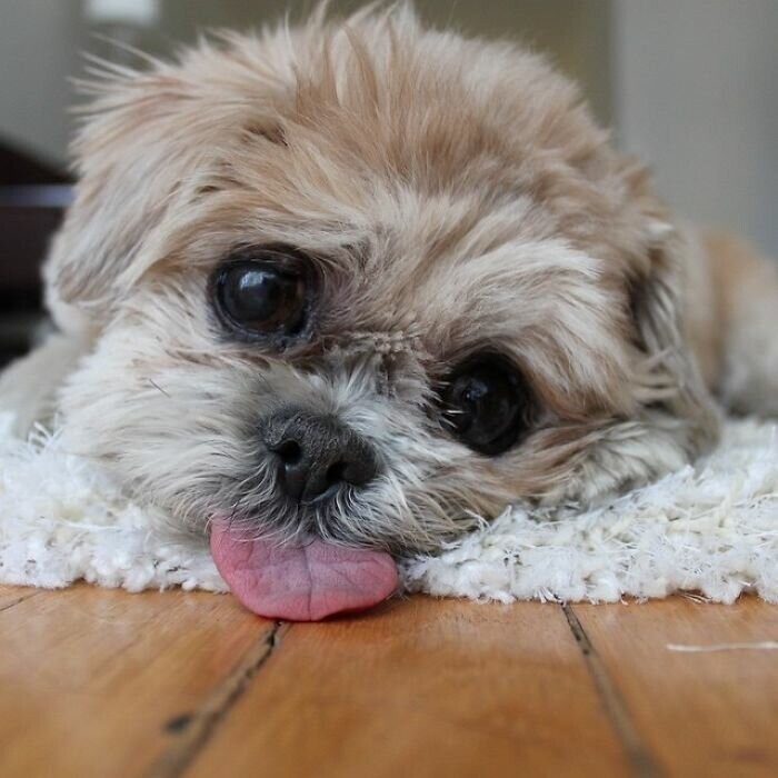 Уморительная Марни: собака, у которой 2 миллиона подписчиков