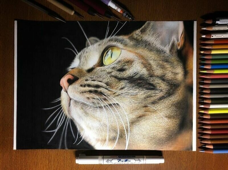 23 рисунка кошек в жанре гиперреализма