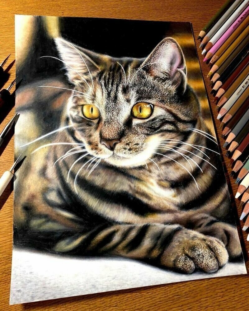 23 рисунка кошек в жанре гиперреализма