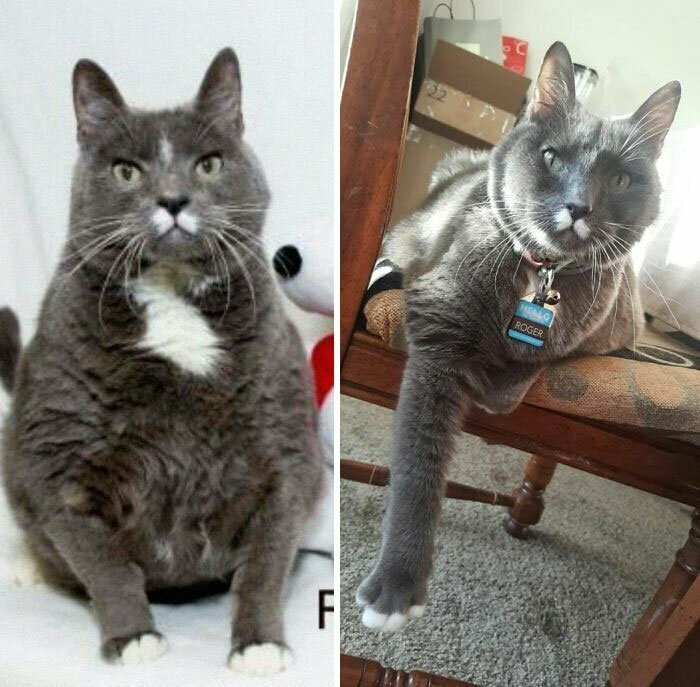 "А мы взяли изюта кота с ожирением, и целый год старались помочь ему похудеть. Наши усилия были не напрасны: он сбросил около 2 кило!"