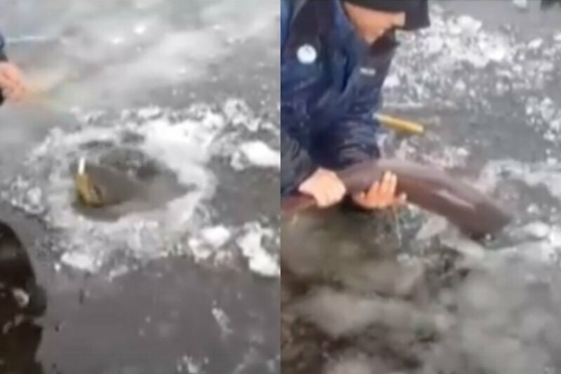 Уралец поймал огромную редкую рыбу, порадовался удаче и отпустил