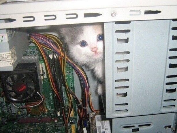 Коты и компьютеры