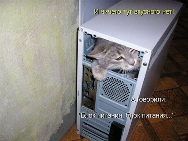 Коты и компьютеры