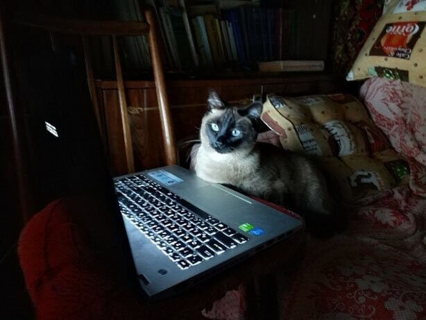 Коты и компьютеры