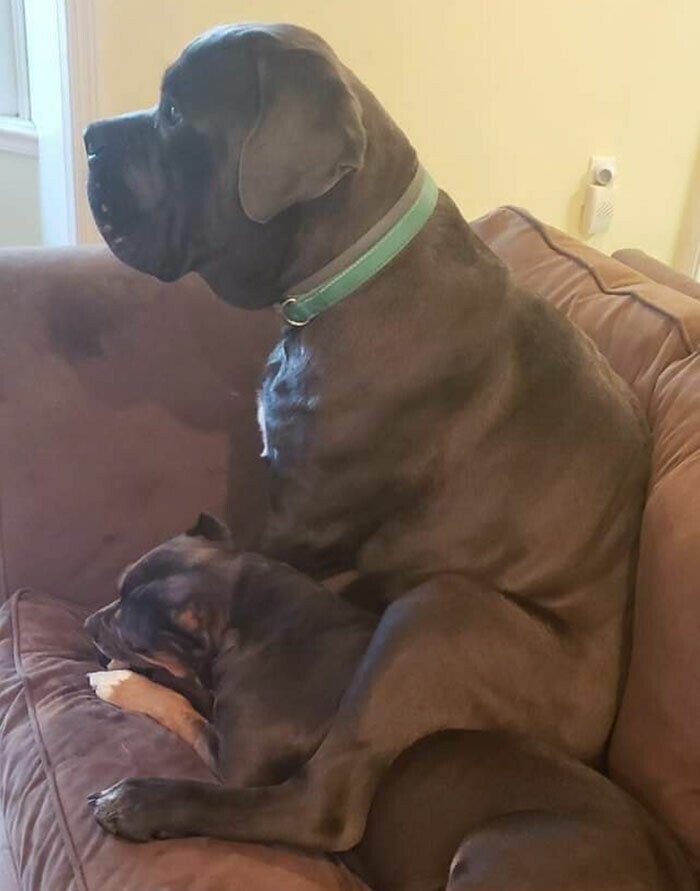 Этот очаровательный щенок показывает свою любовь к сестре, сидя на ней сверху