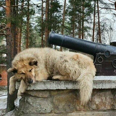 Бездомный пёс Кефир победил в одной из номинаций рейтинга лучших собак России