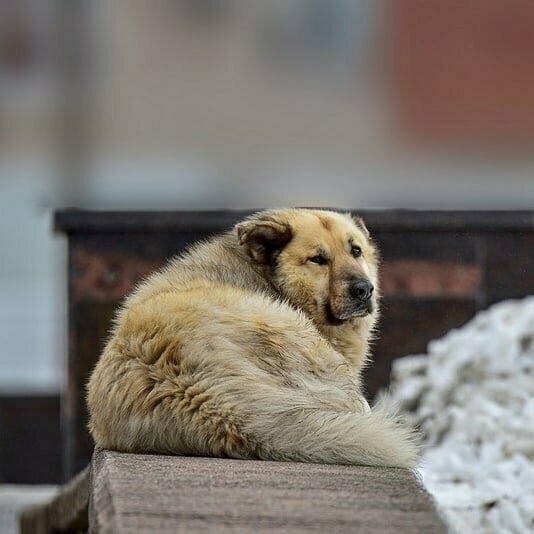 Кефир — пример того, как бездомная собака может жить в гармонии с людьми