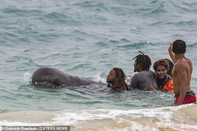 Отдыхающие на пляже помогли дельфину вернуться в море, но это его не спасло