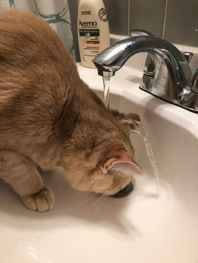 Наша кошка изобрела новый способ питья из под крана