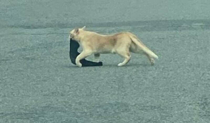 Кот ворует одежду у соседей