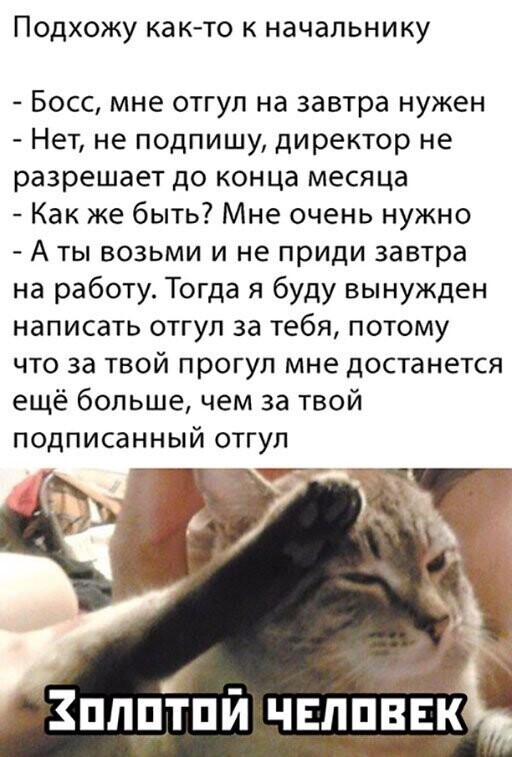 Убиваемые Коты Фото