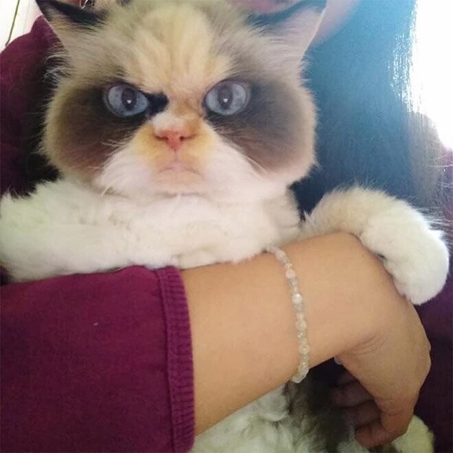 Новая Сердитая Кошка, которая выглядит даже более злой, чем ее предшественница