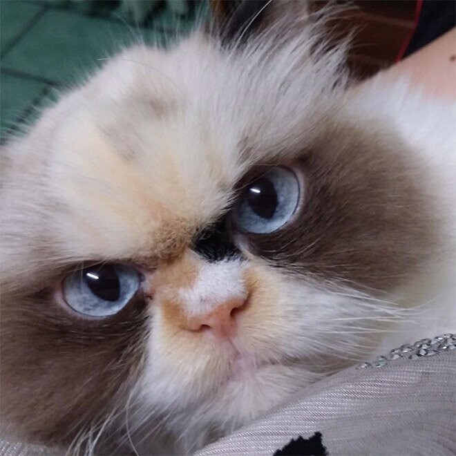Новая Сердитая Кошка, которая выглядит даже более злой, чем ее предшественница