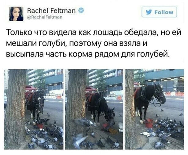 Прикольные и смешные картинки