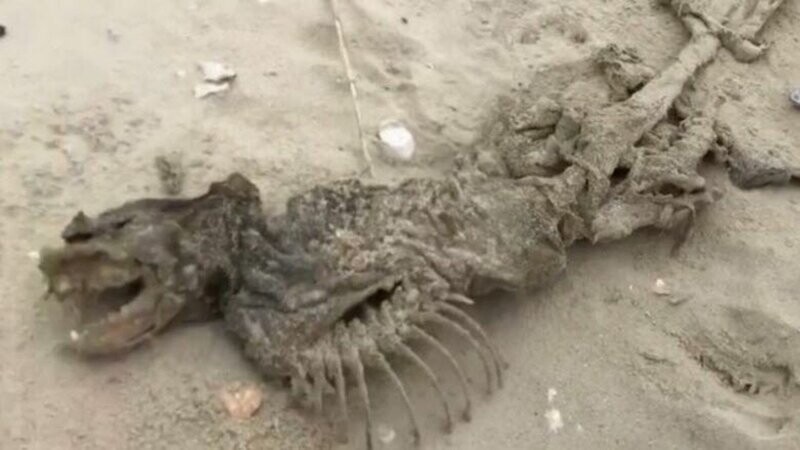 На североамериканском пляже найдено безглазое зубастое существо