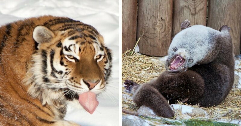 Челябинский зоопарк: неудачные фото животных