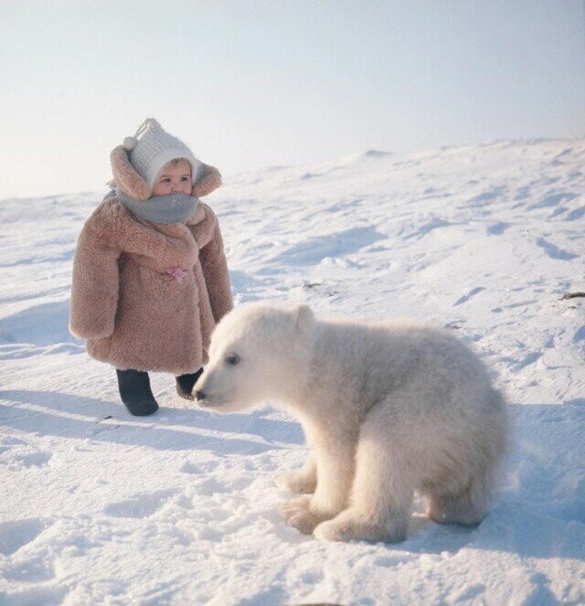 Ребенок человека встретил ребенка медведя на острове Врангеля.
