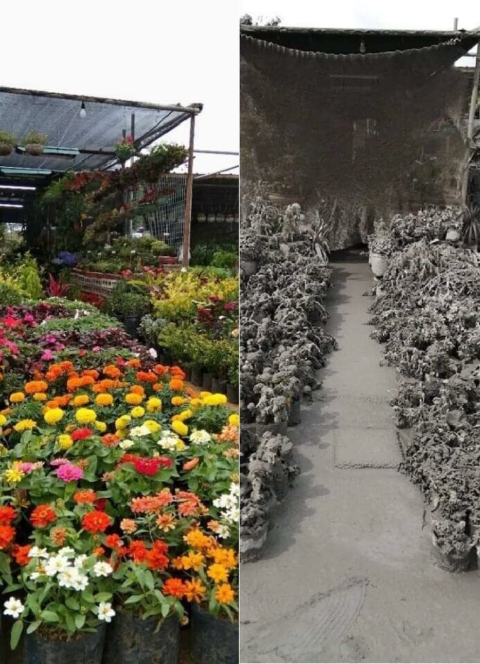 Цветочный магазин до и после извержения вулкана Тааль на Филиппинах. Между этими фотографиями всего несколько часов разницы